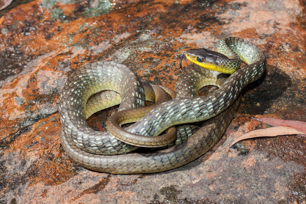 Common or green tree snake BrisBay SnakeCatchers Brisbane